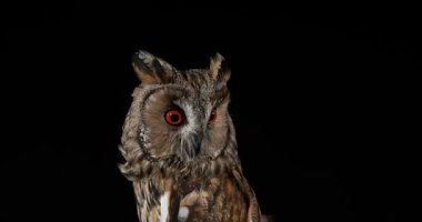 Uzun kulaklı baykuş, ASIO otus, Yetişkin, Normandiya Fransa, gerçek zamanlı 4k portresi