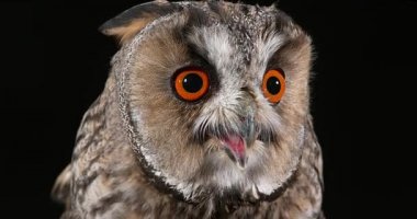 uzun kulaklı baykuş