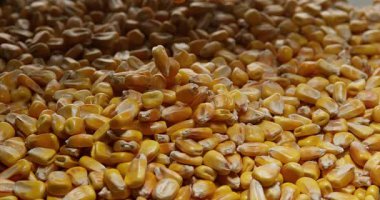 Mısır, beyaz arka planı, yavaş hareket 4 k düşen zea mays