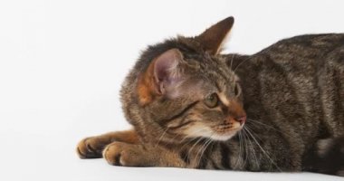 Kahverengi Tabby yerli kedi