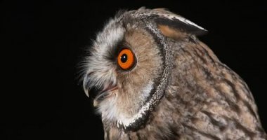 uzun kulaklı baykuş