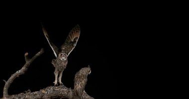 uzun kulaklı baykuşlar