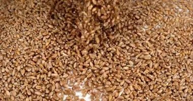 Buğday, düşen, yavaş hareket 4 k triticum sp.