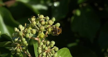 Avrupa bal arısı, apis mellifera, Yetişkin toplama polen Ivy'nin çiçek, hedera helix, Normandiya, gerçek zamanlı 4k