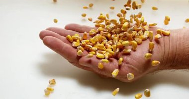 Mısır, beyaz arka plan, yavaş hareket 4 k eline düşen zea mays