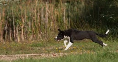 Kenar kömür ocağı köpek, çim, Normandiya üzerinde çalışan genç erkek Motiion 4 k yavaş