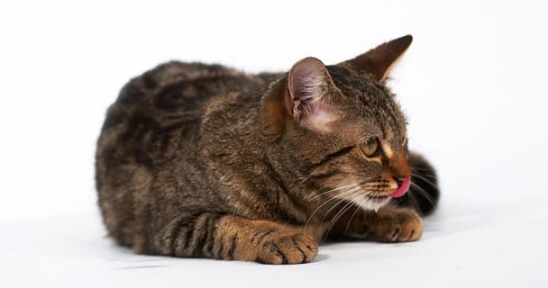 Gato doméstico lamiendo sus chuletas — Vídeos de Stock