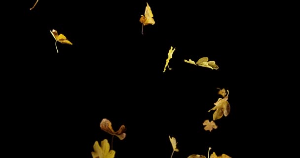 Herbstblätter fallen vor schwarzem Hintergrund, Zeitlupe 4k — Stockvideo