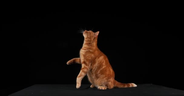 Κόκκινο τιγρέ οικόσιτης γάτας — Αρχείο Βίντεο