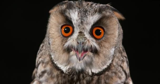 Długo Eared Owl, asio otus, portret dla dorosłych, Normandii we Francji w czasie rzeczywistym 4k — Wideo stockowe