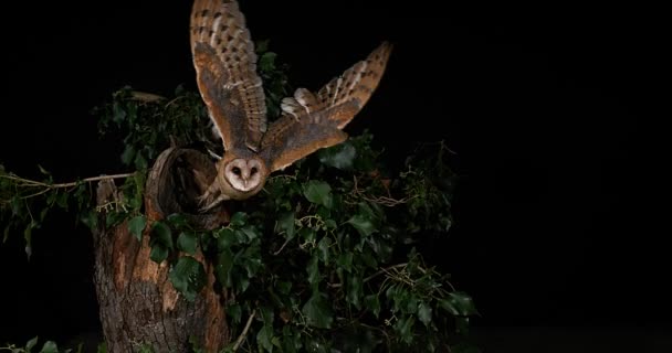 Schleiereule im Flug — Stockvideo