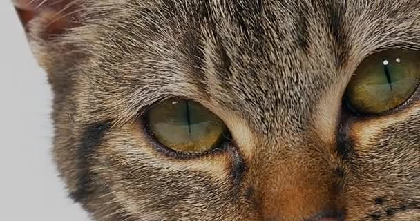 Brown Tabby chat domestique 