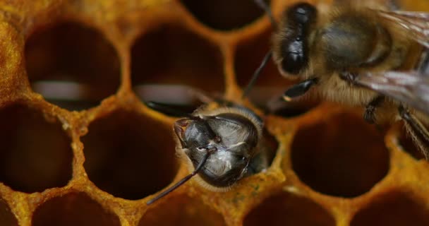 Honigbiene, apis mellifera, neue Arbeitsbiene, die aus einer Zelle auftaucht, Bienenstock in der Normandie, Echtzeit 4k — Stockvideo