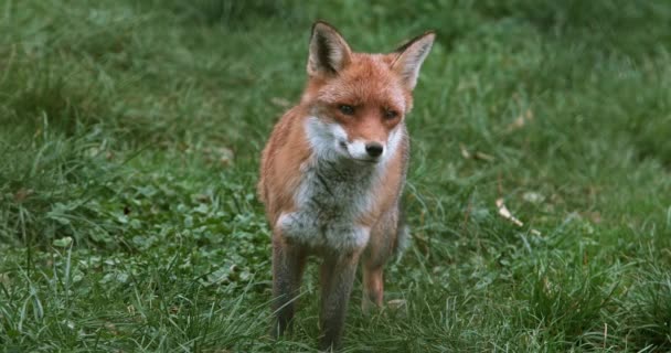 Red Fox, vulpes vulpes, volwassene permanent op gras, Normandië, realtime 4k — Stockvideo