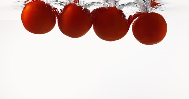 Rote Tomaten, Solanum lycopersicum, vor weißem Hintergrund ins Wasser fallende Früchte, Zeitlupe — Stockvideo
