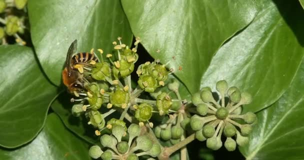 European Honey Bee, apis mellifera, Adult gathering pollen on Ivy 's Flower, hedera helix, Normandy, real Time 4K — стоковое видео