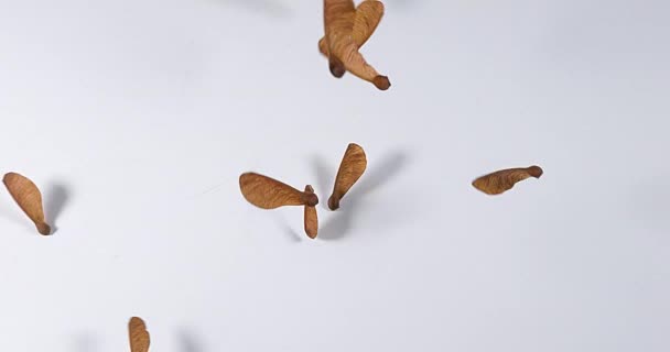 Baum bringt Samen mit steifen Flügeln hervor — Stockvideo