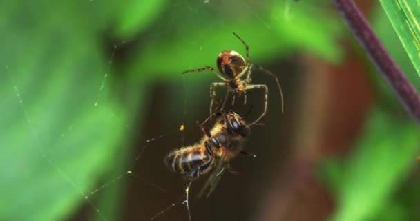 Европейская медоносная пчела, apis mellifera, взрослый, попавший в ловушку на шелке паутинной паутины, Northy, в реальном времени 4K — стоковое видео