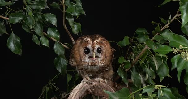 Eurasiática Tawny Coruja — Vídeo de Stock