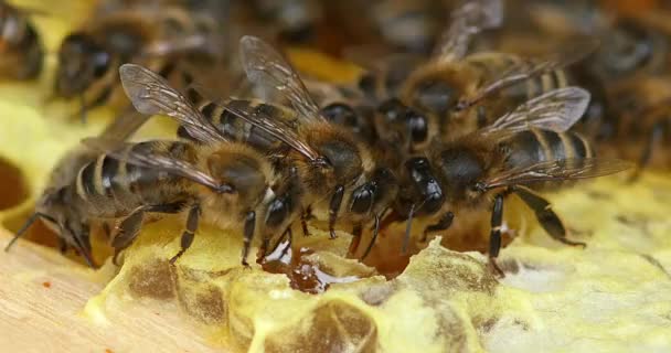 Abeja de miel, apis mellifera, Trabajadoras bebiendo miel, Colmena de abejas en Normandía, Tiempo real 4k — Vídeos de Stock