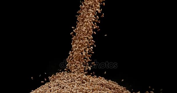 Buğday, triticum sp, siyah arka plan, yavaş hareket 4 k karşı düşen — Stok video