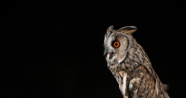 Long Eared Owl, Fabo otus, Portrait of Adult, Norfely in France, Real Time 4K — стоковое видео