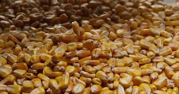 Majs, zea mays faller mot vit bakgrund, Slow motion 4k — Stockvideo