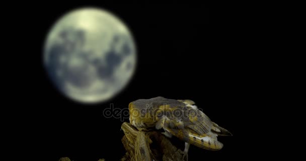 Кугар Живопис, номенклатурних Альба, дивлячись на місяць, Нормандія, реального часу 4 к для дорослих — стокове відео