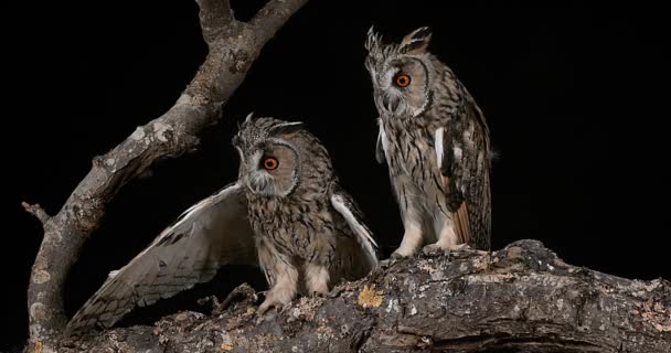 Long Eared Owls — Stock Video