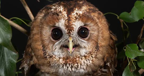 Eurasiatica Tawny Owl — Video Stock