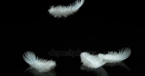 白色的羽毛落 — 图库视频影像