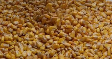 Mısır, beyaz arka planı, yavaş hareket 4 k düşen zea mays