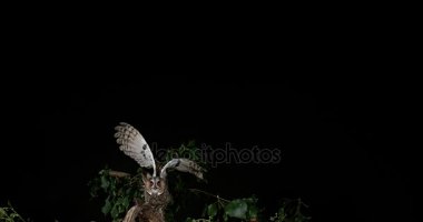 uzun kulaklı baykuş