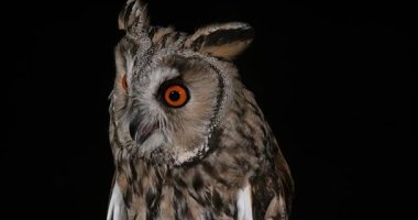 Uzun kulaklı baykuş, ASIO otus, Yetişkin, Normandiya Fransa, gerçek zamanlı 4k portresi