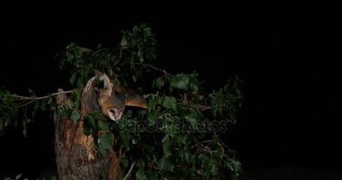 Uçan Baykuş Ahırı