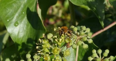 Avrupa bal arısı, apis mellifera, Yetişkin toplama polen Ivy'nin çiçek, hedera helix, Normandiya, gerçek zamanlı 4k