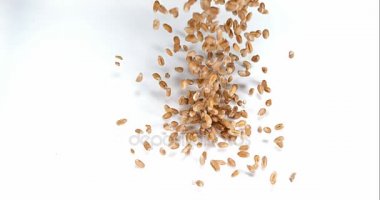 Buğday, beyaz arka planı, yavaş hareket 4 k düşen triticum sp.