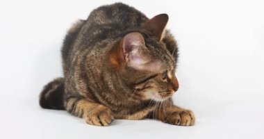 Kahverengi Tabby yerli kedi