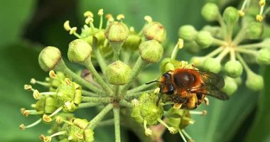 Avrupa bal arısı, apis mellifera, Yetişkin toplama polen Ivy'nin çiçek, hedera helix, Normandiya, gerçek zamanlı 4k