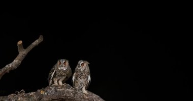 uzun kulaklı baykuşlar