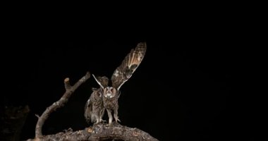 uzun kulaklı baykuşlar