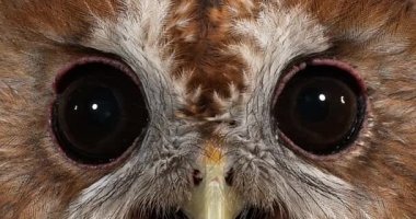 Avrasya alaca baykuş