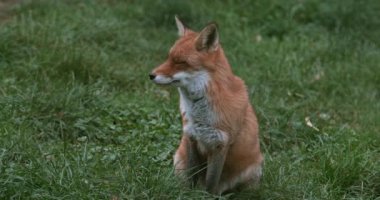 Kızıl Tilki, vulpes vulpes, Yetişkin çimen, Normandiya, gerçek zamanlı 4 k ayakta