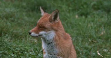 Kızıl Tilki, vulpes vulpes, Yetişkin çimen, Normandiya, gerçek zamanlı 4 k ayakta