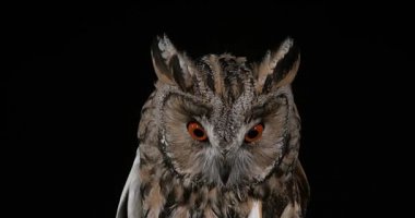 Uzun kulaklı baykuş, ASIO otus, Yetişkin, Normandiya Fransa, gerçek zamanlı 4k portresi