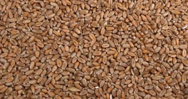 Buğday, triticum sp., yavaş hareket 4k