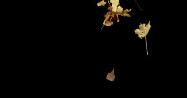 Siyah arka planda, yavaş hareket 4 k düşen sonbahar yaprakları