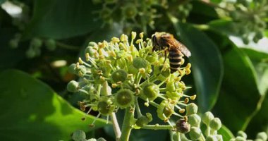 Avrupa bal arısı, apis mellifera, Yetişkin toplama polen Ivy'nin çiçek, hedera helix, Normandiya, gerçek zamanlı 4k