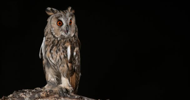 Långa Eared Owl, asio otus, vuxen, Normandie i Frankrike, tidsinställd av månen, 4k — Stockvideo