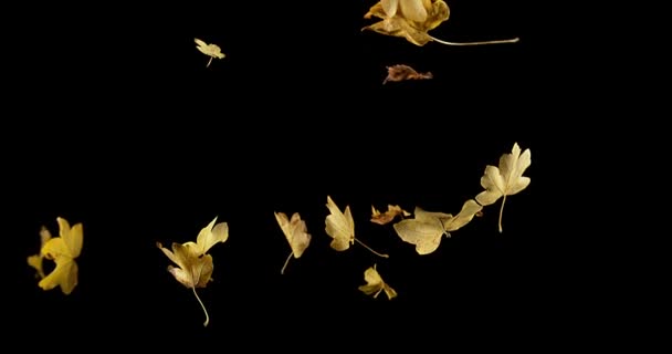 Hojas de otoño cayendo sobre fondo negro, cámara lenta 4K — Vídeos de Stock